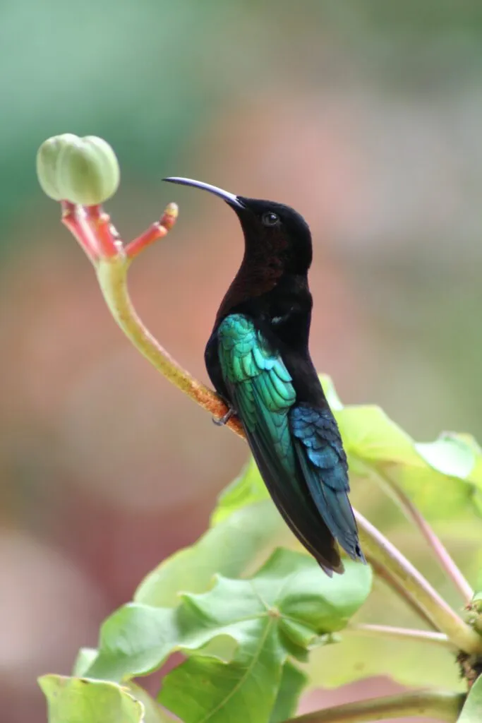 colibri
