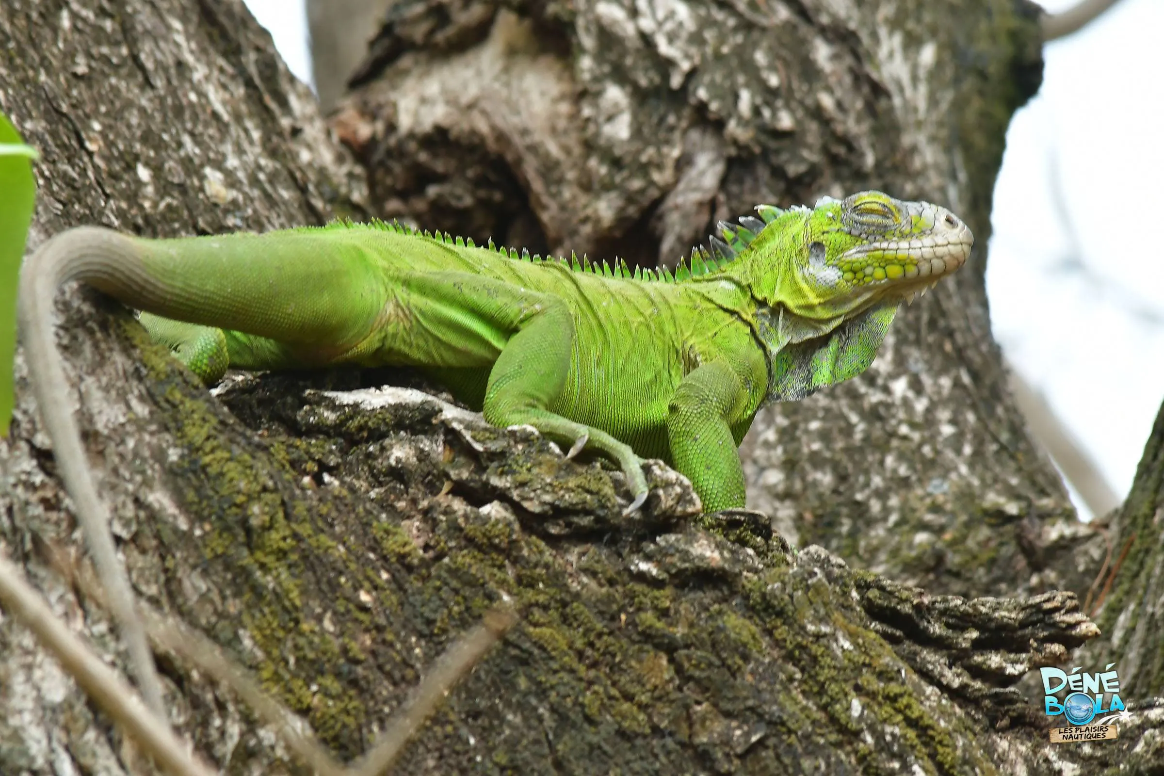 iguane