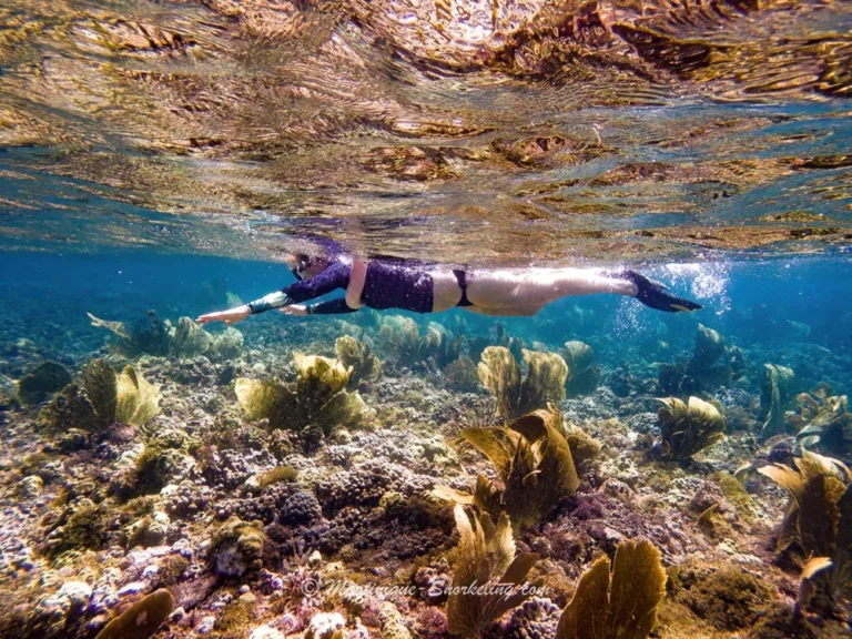 Écobalades 7 Randonnée palmée – snorkeling