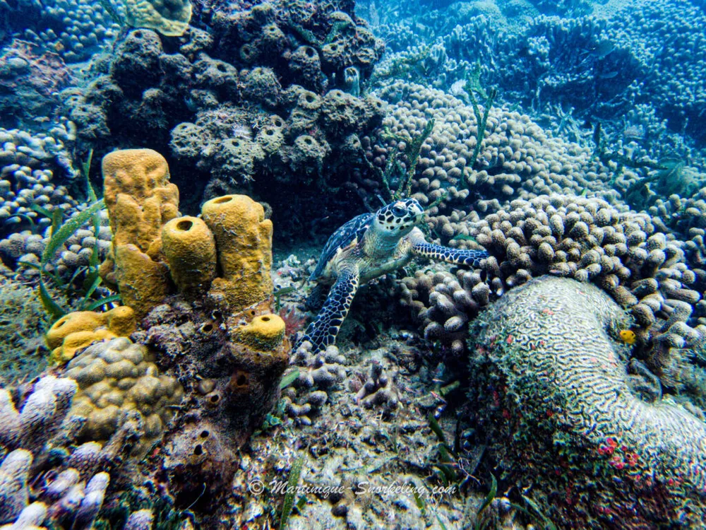 Photo 6 de la galerie