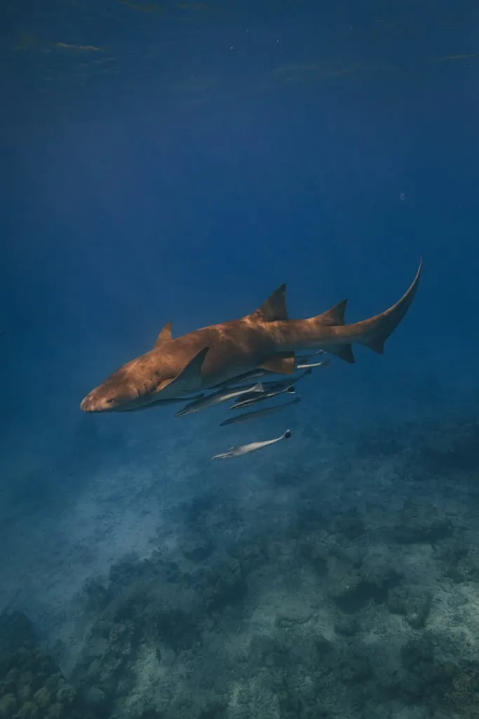 a-nurse-shark