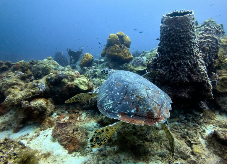 Une tortue en nage dans la réserve Cousteau en Guadeloupe
