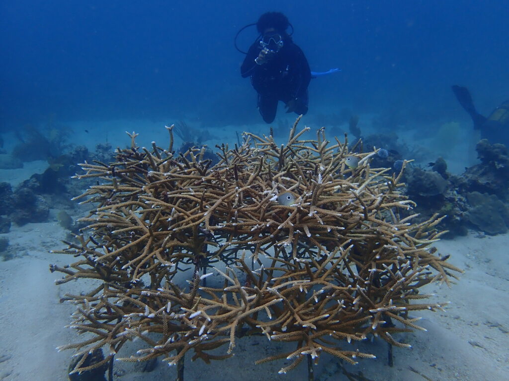 Dôme de restauration corallienne au large de Sainte Luce – Photo L’ASSO-MER
