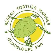 tortue marine